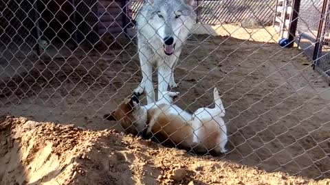 Wolf and dog have fun