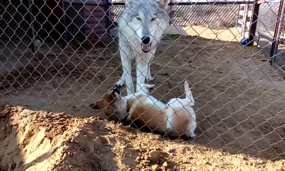 Wolf and dog have fun