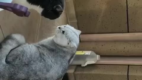 Lovely Cat, black cat, cats, funny cats, funny cat videos 1567