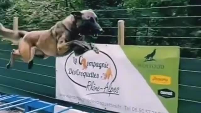 Baby Dogs - Cute and Funny Dog Videos Compilation #20 | Aww Animals