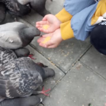 Fearless pigeons! 👍