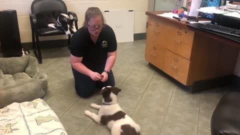 "Down" Behavior Puppy Training.