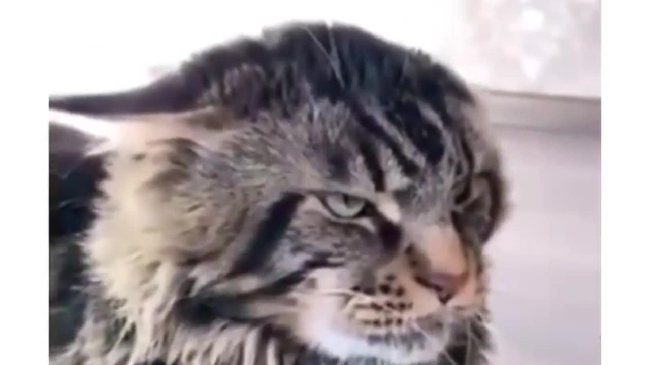 Funny cat video