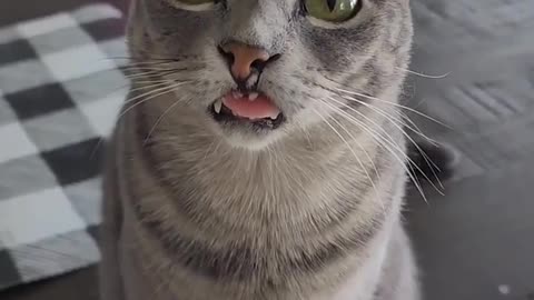 "This is always true! Blep!"
