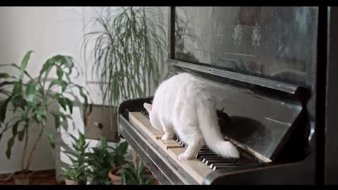 Funny Cats And Dogs Videos 2021