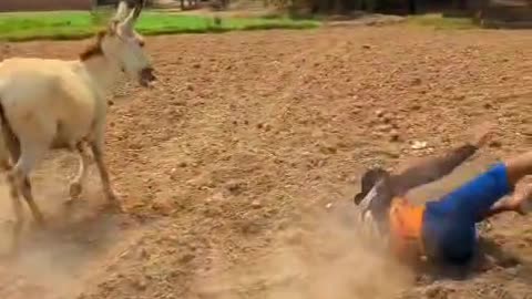 Check out this clip! The donkey is under so much pressure that it farts😅😂😅😂🤣