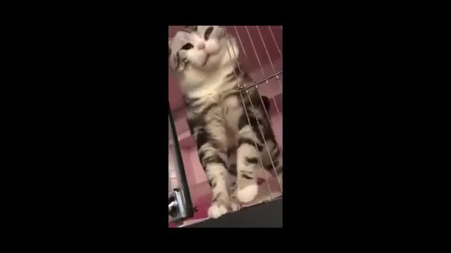 Funniest Dog & Cats, -π¦’π¦πΈπ° Awesome Funny Pet Animals Videos