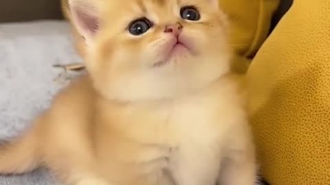 Cute cat funny video