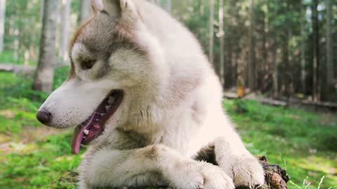 smiling dog