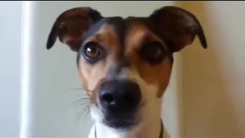 Top Funny Dog Barking Videos Funny Dogs Funny Barking