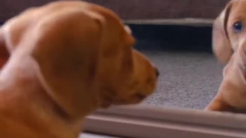 CUTE DOG Fighting with mirror