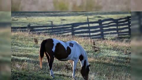 BUTEYFULL ANIMAL PARFICT ANGLE