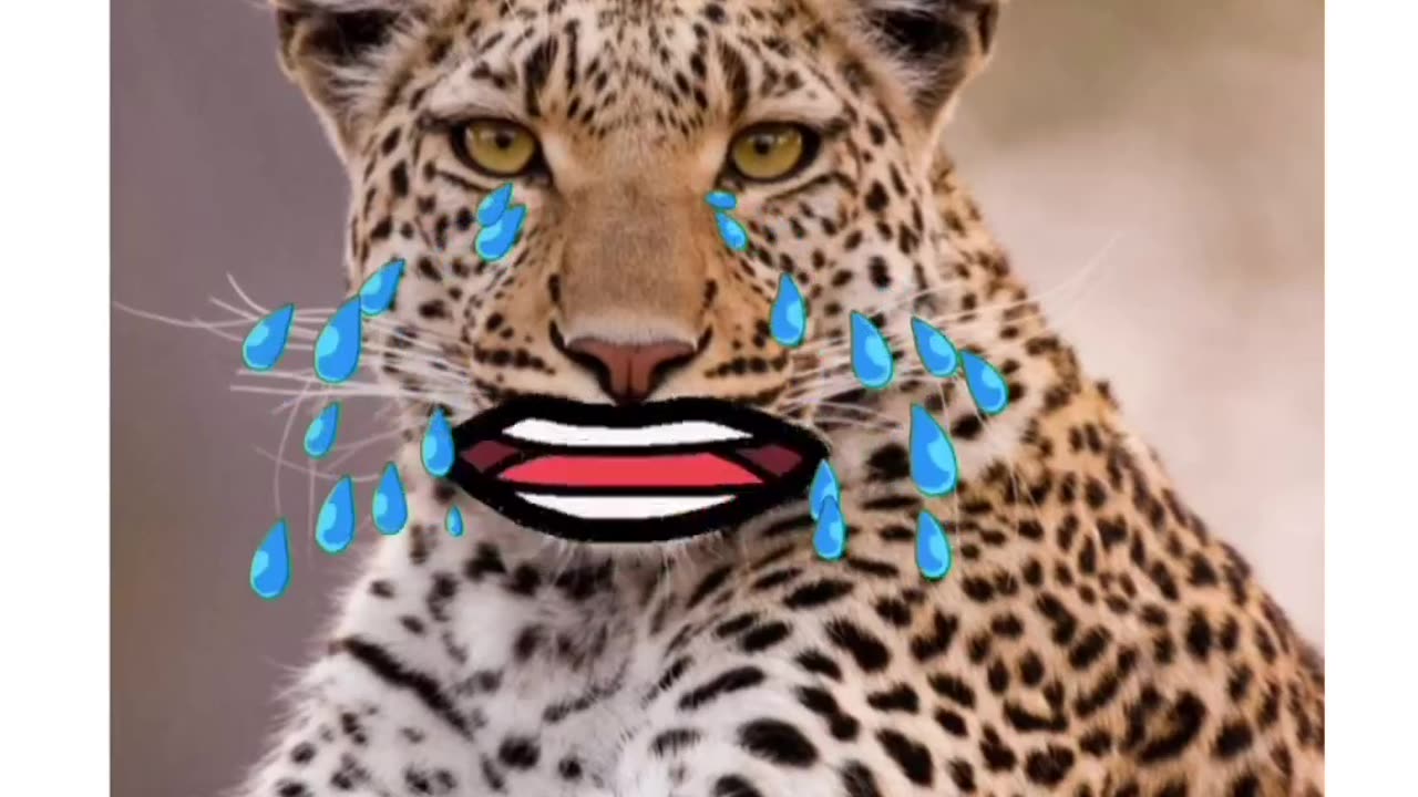 Tiger funny video