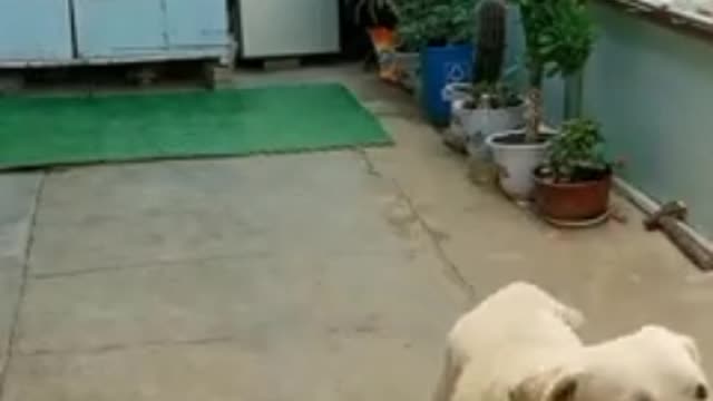 Funny Scene 😁 Best 🐕 Dog 2021 - OMG 😱 So Cute