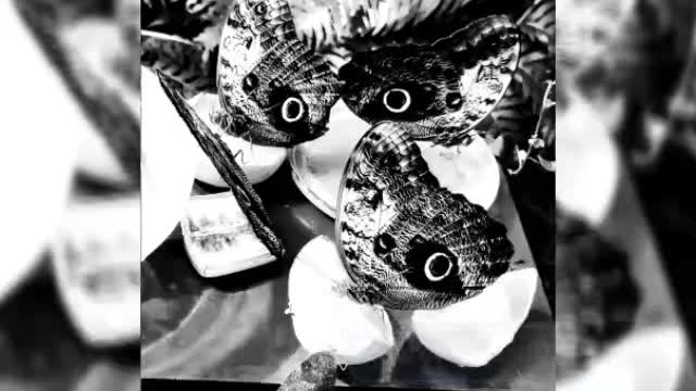 The owl butterfly