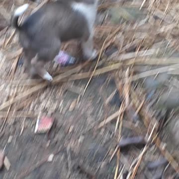 Small cueet dog babys playing