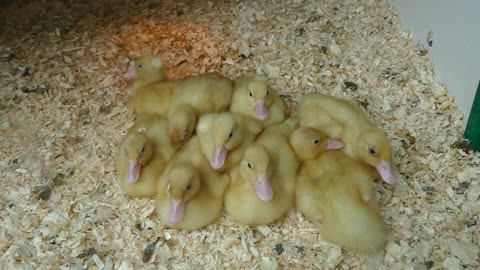 Duckling popular video