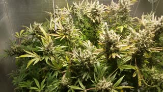 How to Grow Indoor Cannabis pt 5 (life cycle of a plant)