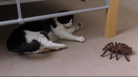 cat prank with toy spider