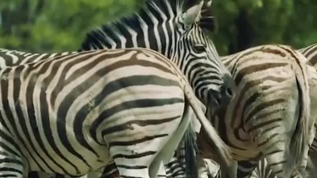 Do you like these zebras?