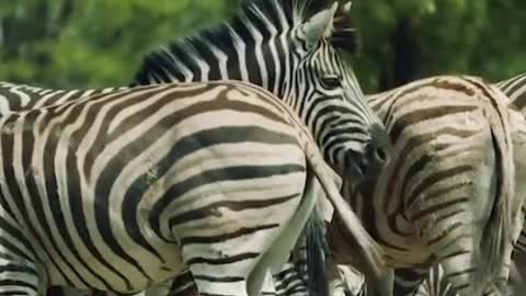 Do you like these zebras?