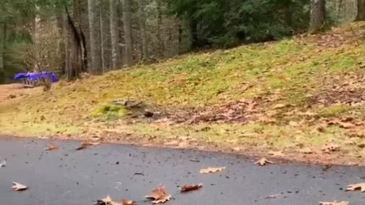 Try not to laugh ‖ Funny animals