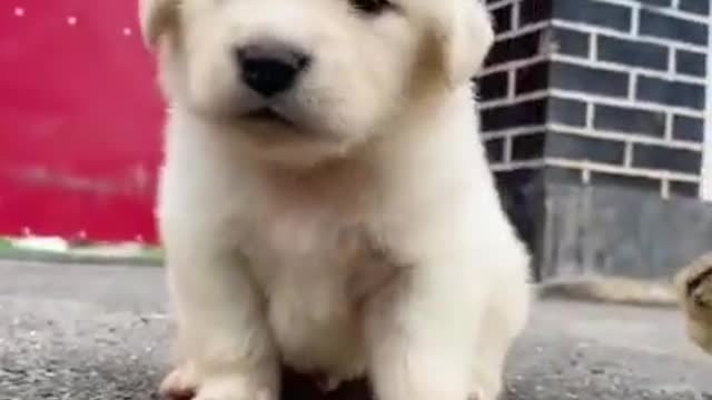 Funny dog videos