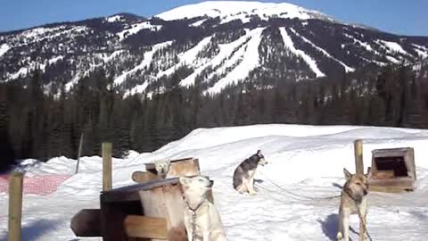 The Sound of Howling Sled Dogs