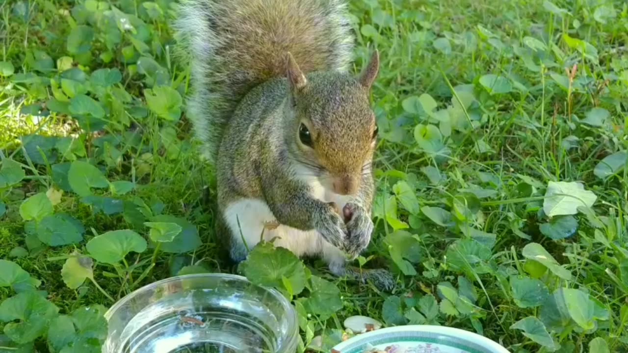 Part 2//Mika The Squirrel enjoying her food 🐿️❤️