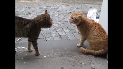 How cats fighting