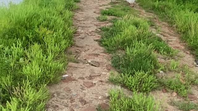 field road
