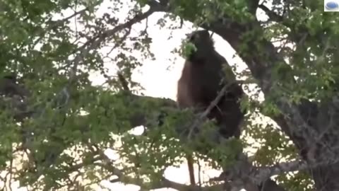 Wild animals, incredible, baboons scare away a leopard at full speed
