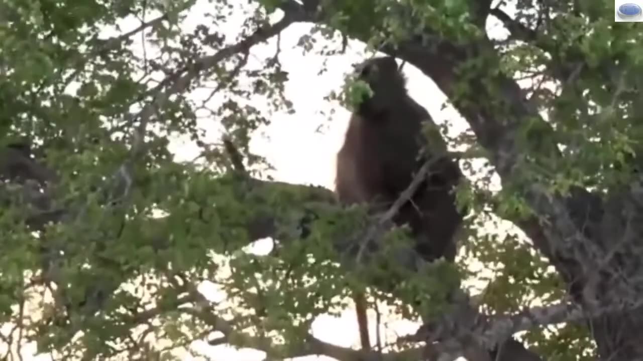 Wild animals, incredible, baboons scare away a leopard at full speed