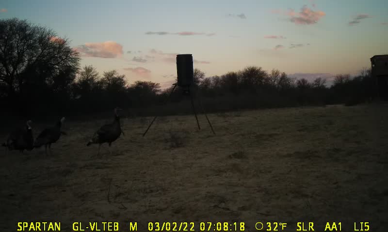 Turkeys gobbling