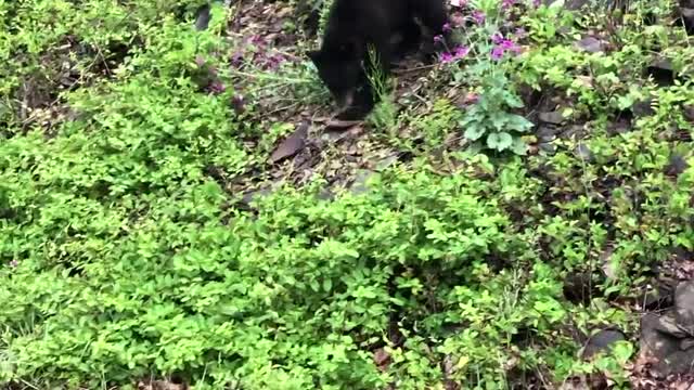 Bear Cub Comes Up Close to Car