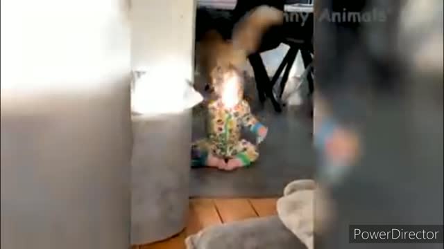 Funniest cats video 2022 #44