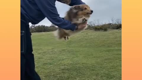 Dog jumping video