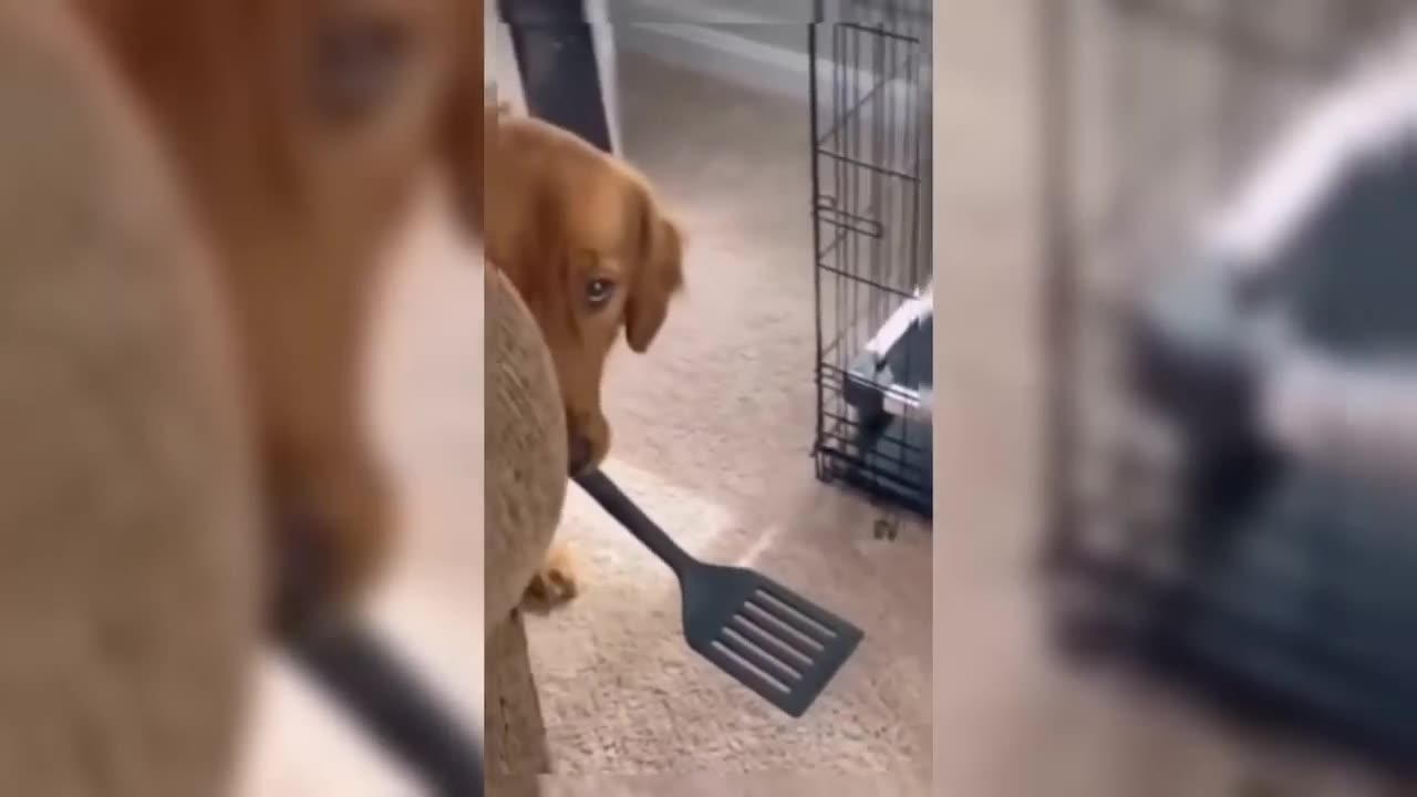 Funny Dog Videos