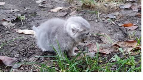 Kitten found on the street and taking care of someone he likes.