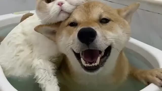 Adorable Videos of Dog and Cat Love. Cat and dog friendship