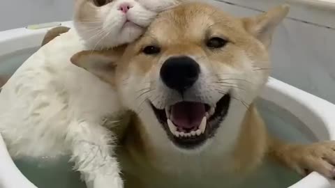 Adorable Videos of Dog and Cat Love. Cat and dog friendship