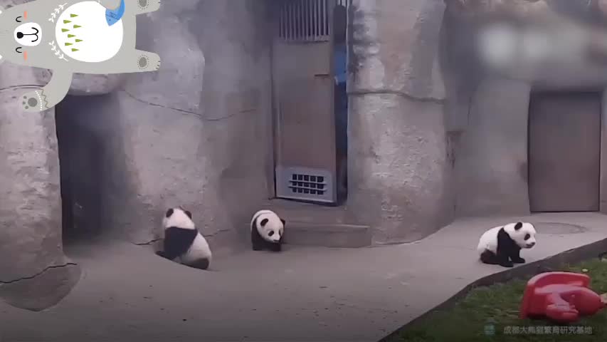 Life with a panda