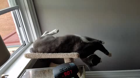 Small brown cat lies backward on scratching post, jumps off