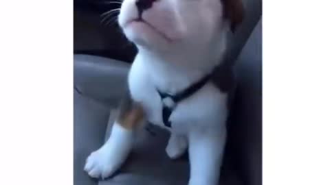 Cute puppies video 🥰🥰