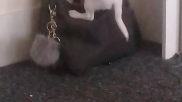 White puppy steals pacifier out of purse