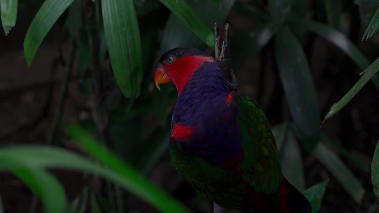 Funny Parrots Videos Compilation cute moment of the animals - Cutest Parrots #3
