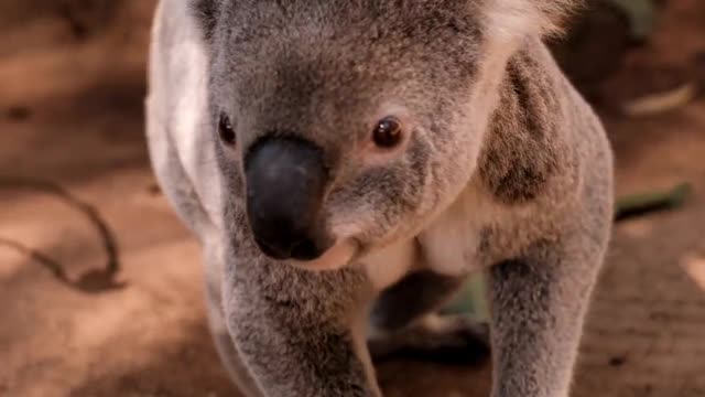 Koala Being Taken From The Ground