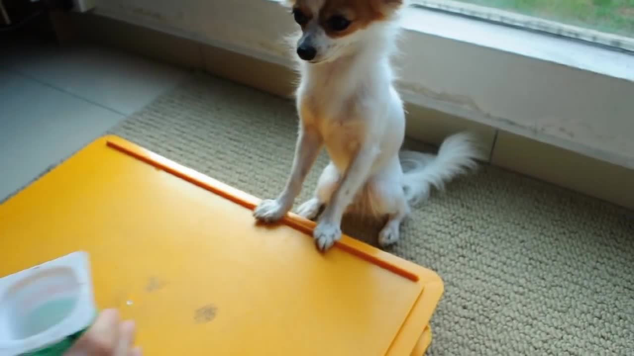 Dog Plays Shell Game Like A Human !! MUST WATCH