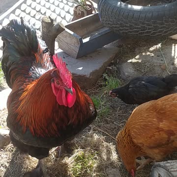 Chicken happy farm 🐔🐓🐣🐤 happy chicken day!