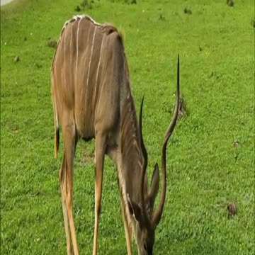 Greater african antelope, gnu african antelope and kudu #Shorts